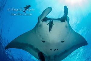 Mantaray with sun, San Benedicto México by Alejandro Topete 